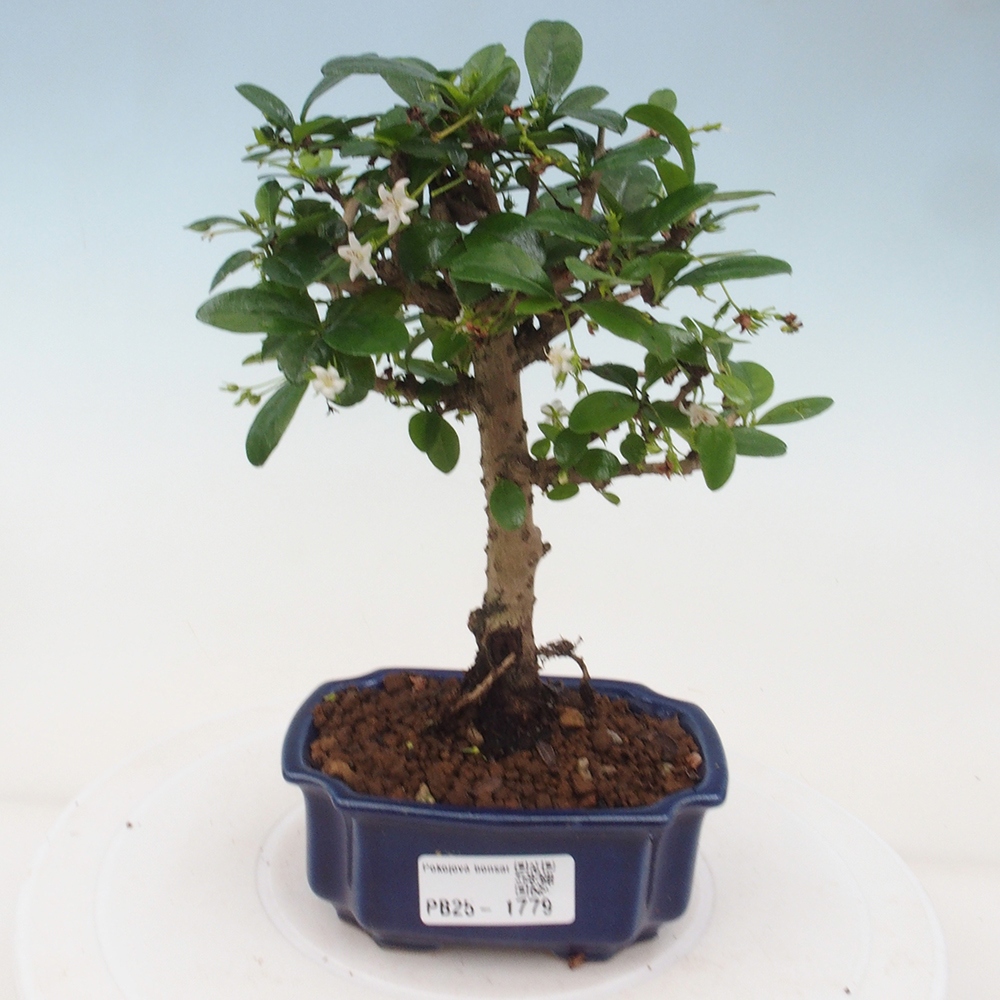 Indoor bonsai - Carmona macrophylla - Fuki tea