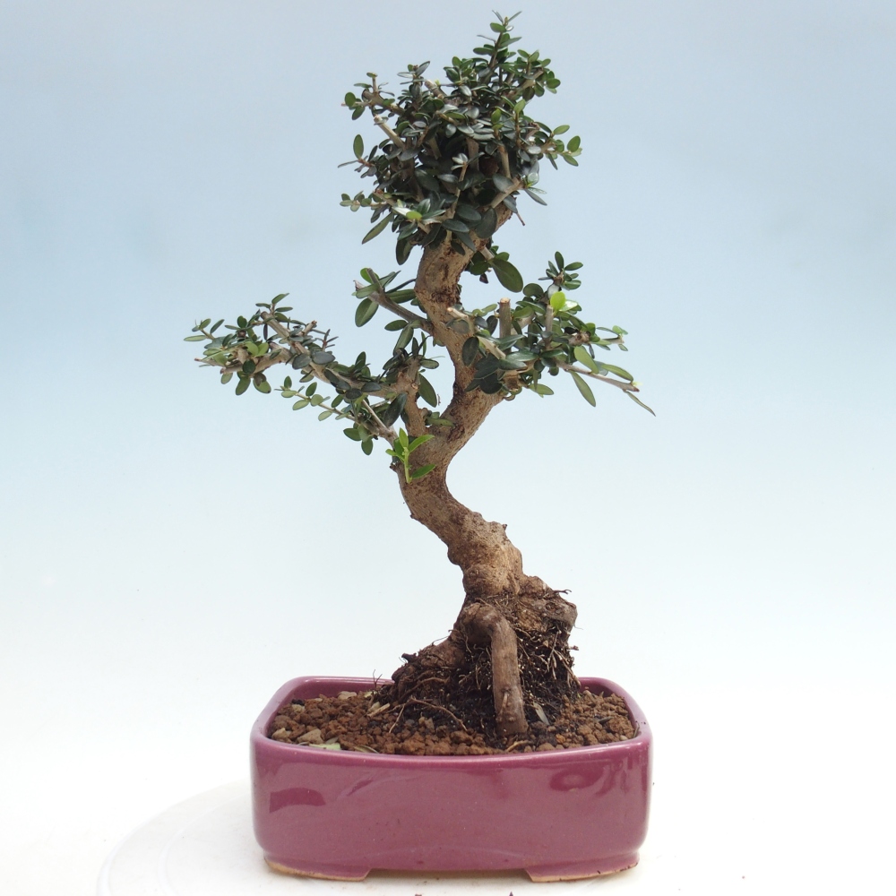 Indoor bonsai - Olea europaea sylvestris