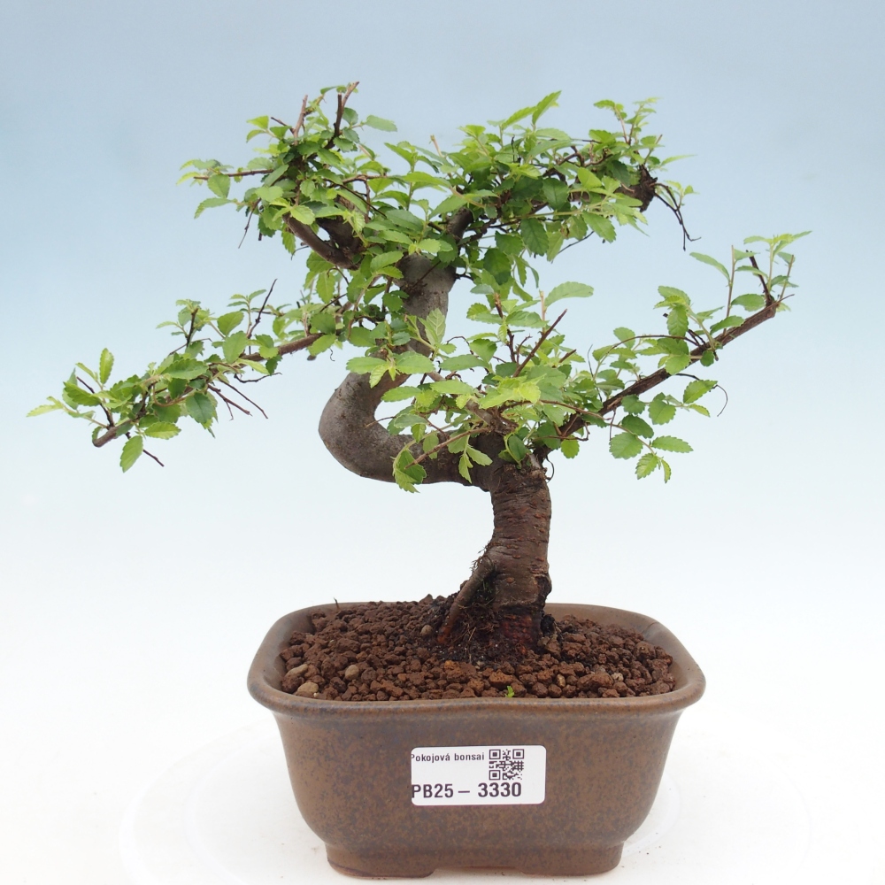 Room bonsai - Ulmus parvifolia - Small-leaved elm