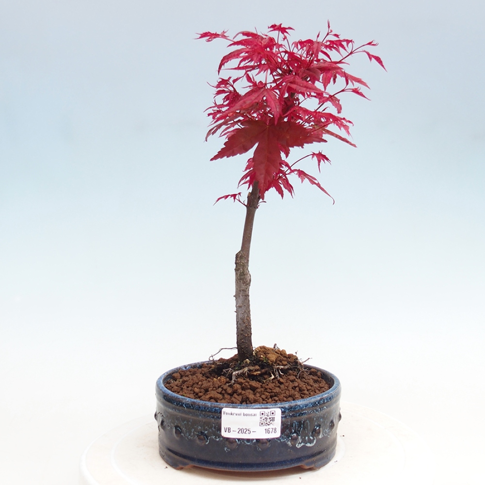 Outdoor bonsai - dlanitolistý Maple - Acer palmatum DESHOJO