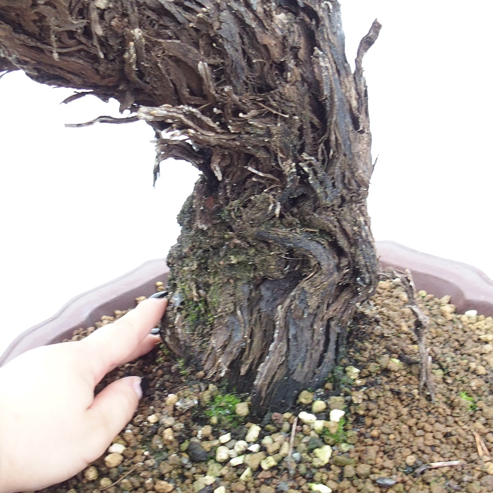 Outdoor bonsai - Vitis vinnifera MUSKAT ITALIA  - Grapevine