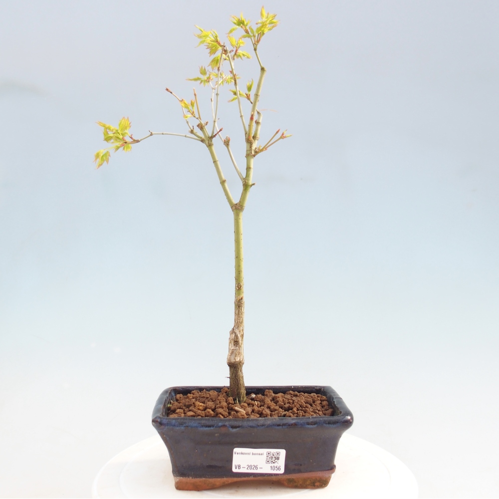 Acer palmatum Aureum - Golden Maple