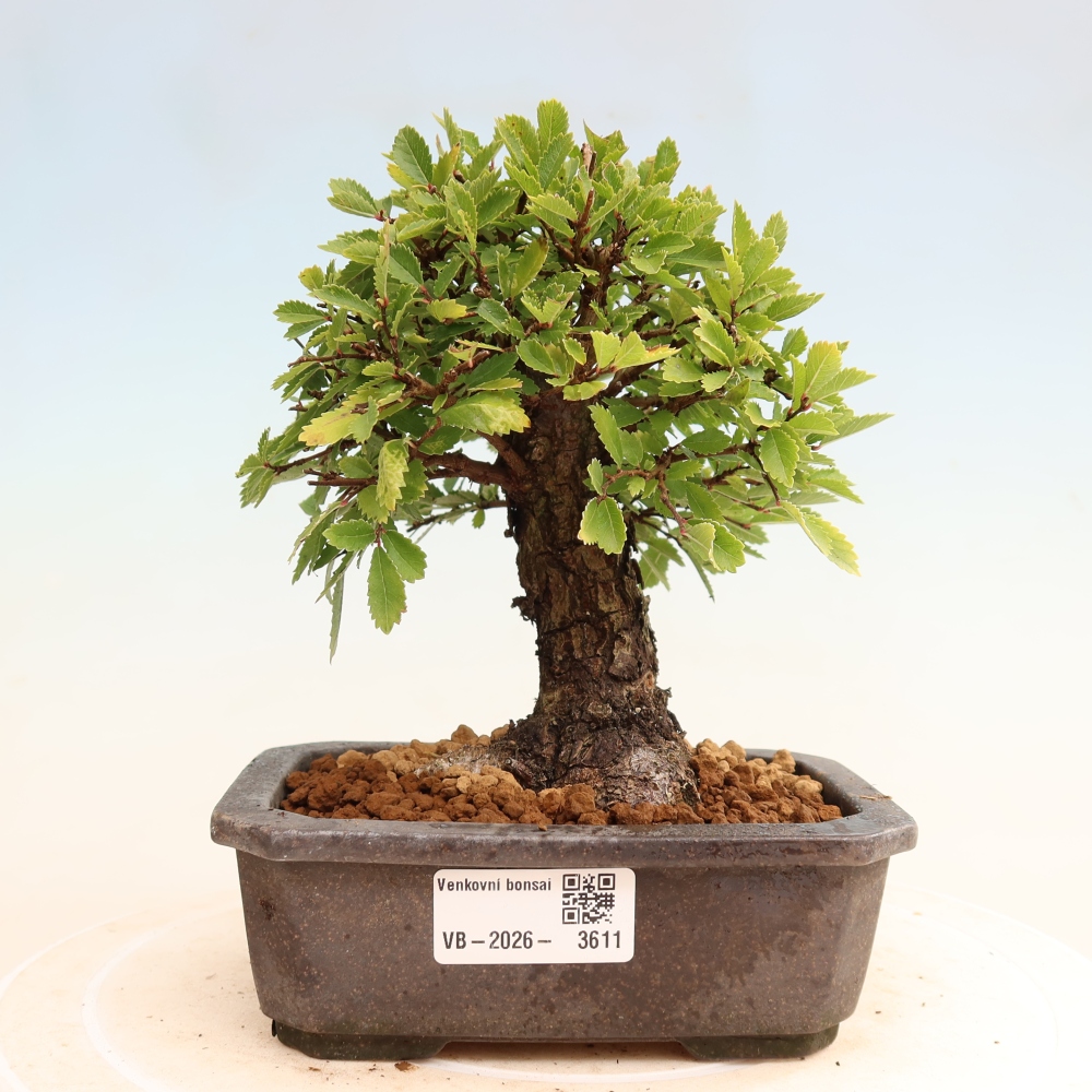 Outdoor bonsai - Zelkova - Zelkova NIRE