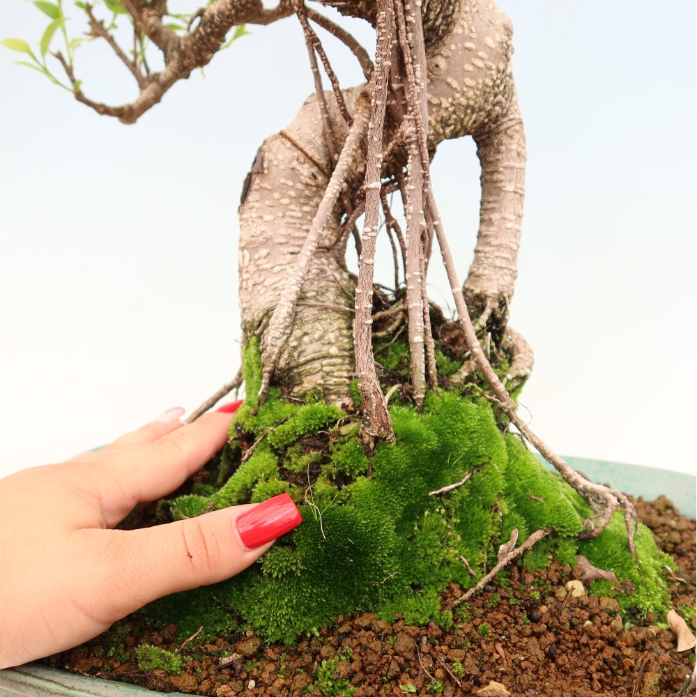 Room bonsai - Ficus kimmen - small-leaved ficus