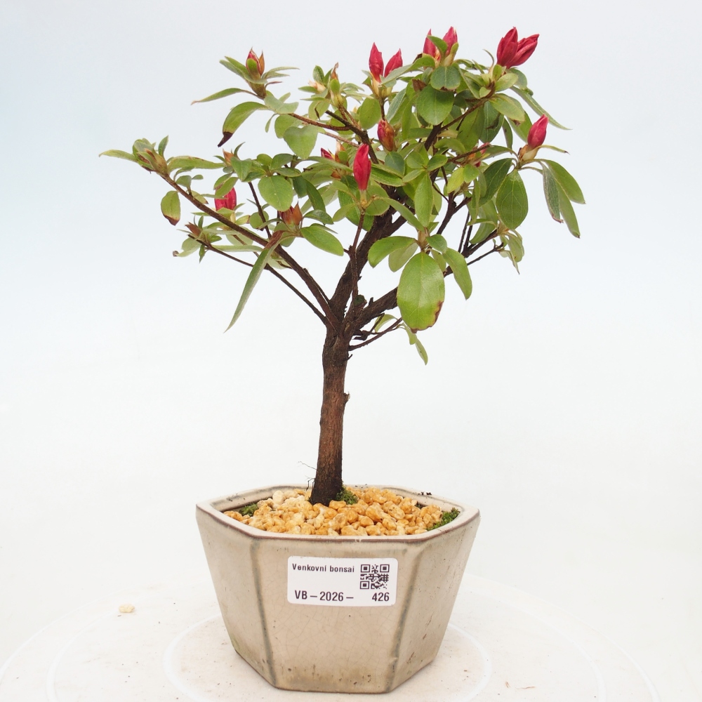 Outdoor bonsai - Japanese azalea - Azalea sp.