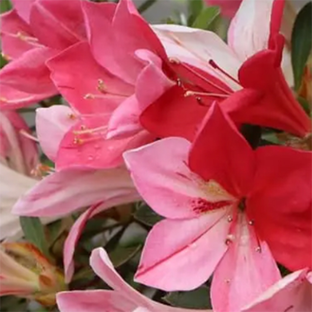 Outdoor bonsai - Japanese Azalea - Azalea Haruurara