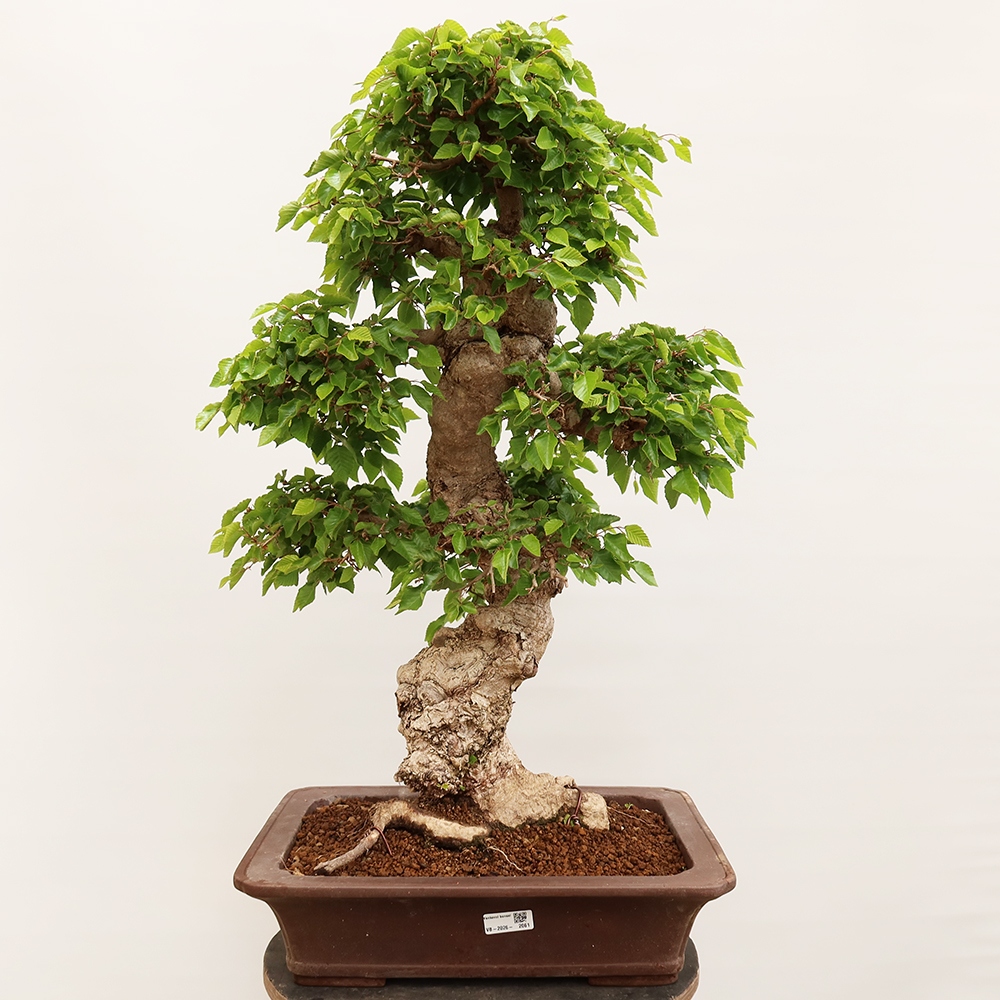 Outdoor bonsai - Carpinus Coreana - Korean hornbeam