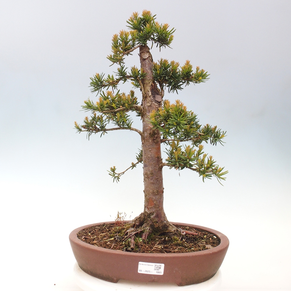 Outdoor bonsai - Taxus cuspidata - Japanese yew