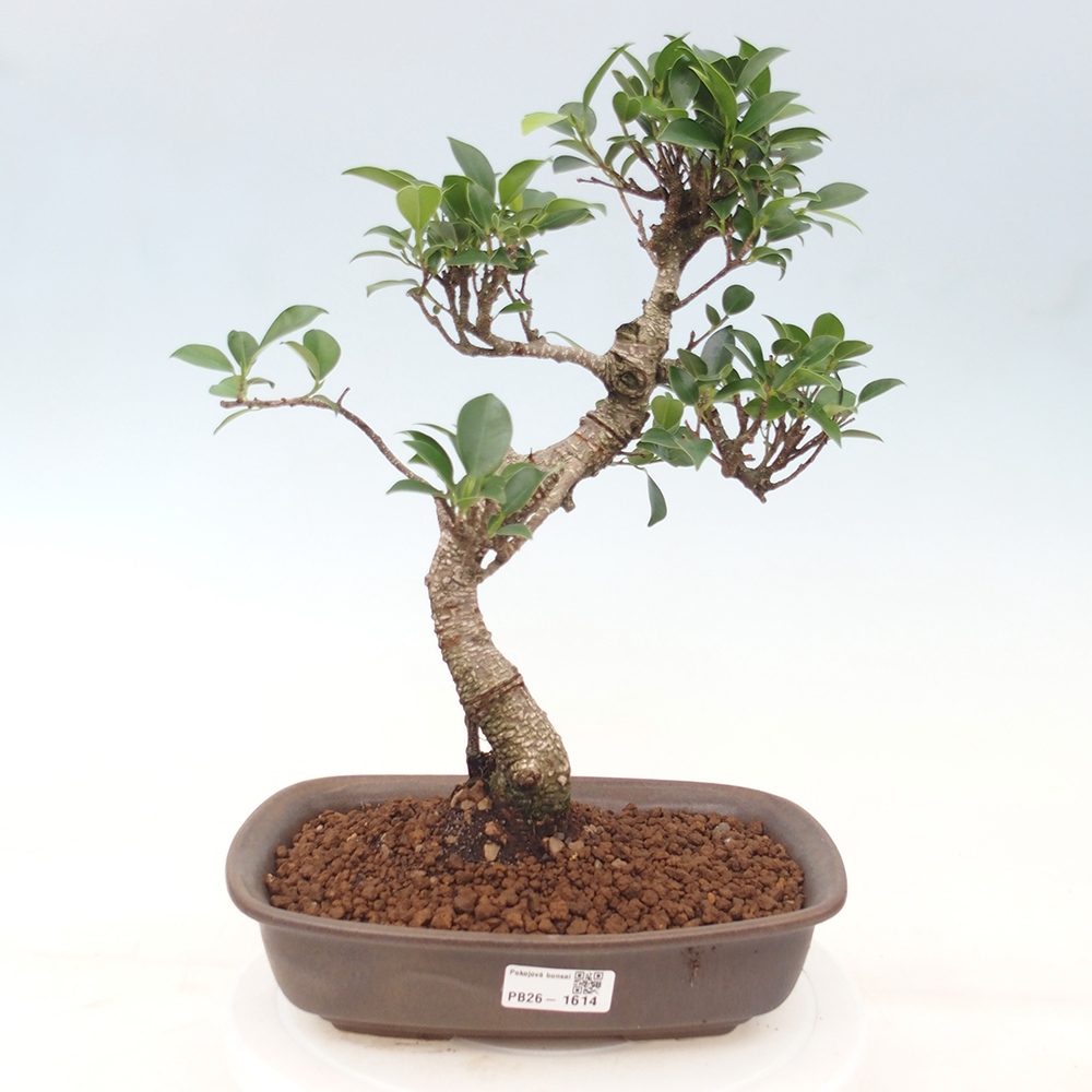 Indoor bonsai - Ficus kimmen - small-leaved ficus