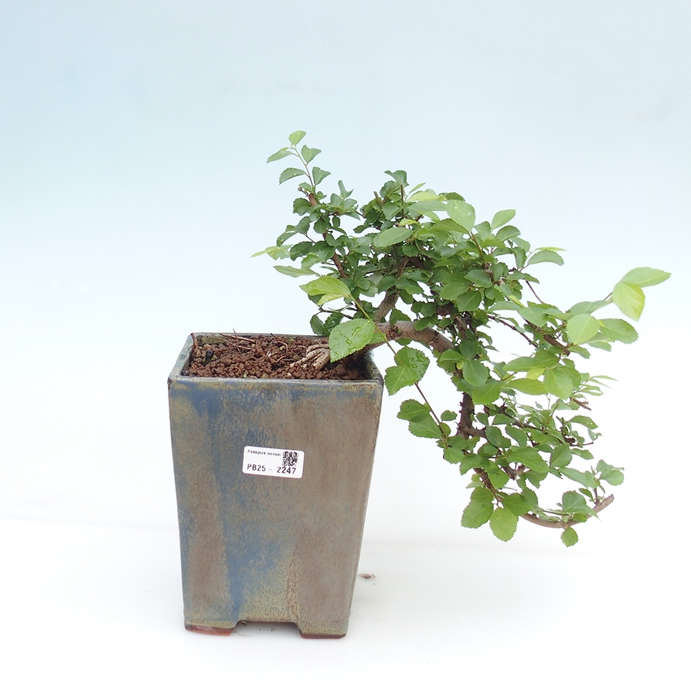 Indoor bonsai - Grewia occidentalis - Lavender star