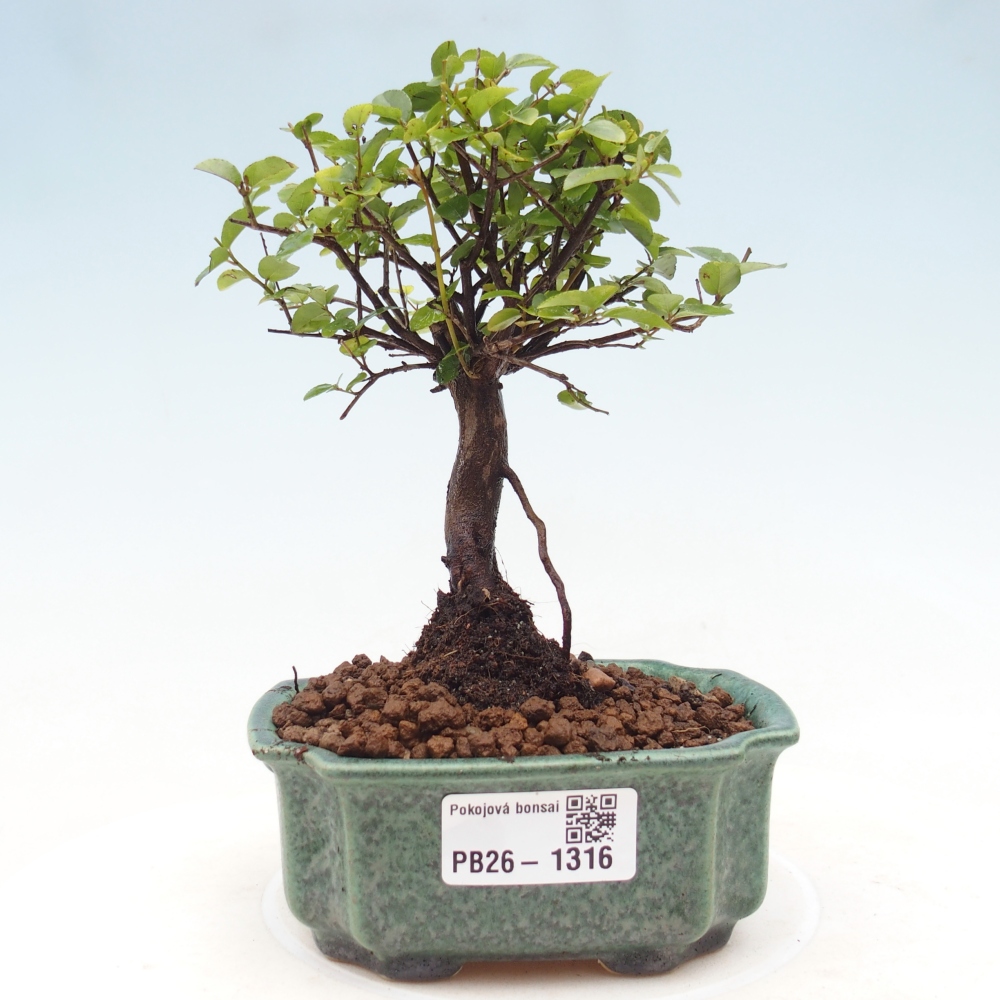 Room bonsai - Sageretia thea - Sageretia thea