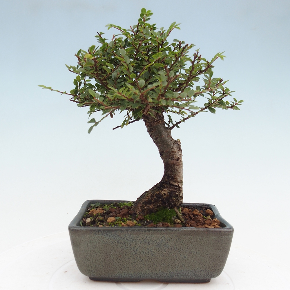 Outdoor bonsai - Ulmus parvifolia Hokkaido - Chinese elm