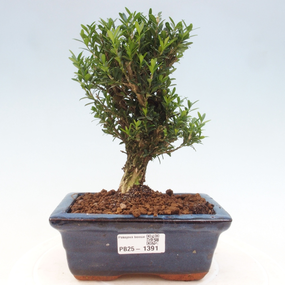 Room bonsai - Buxus harlandii - cork buxus