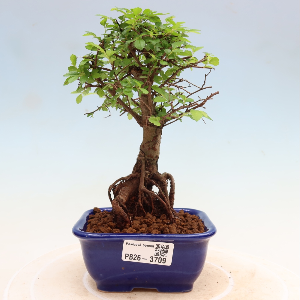 Room bonsai - Ulmus parvifolia - Small-leaved elm