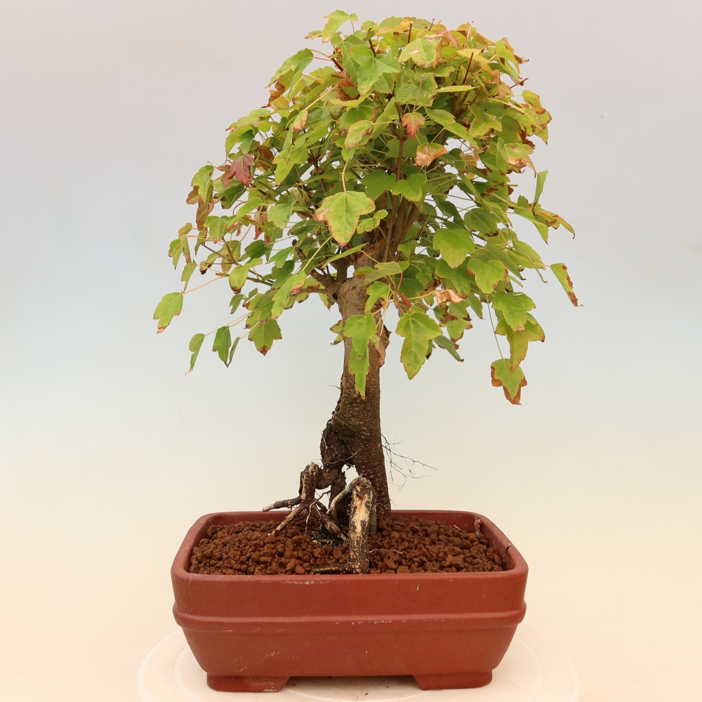 Outdoor bonsai - Maple Burger - Acer Burgerianum