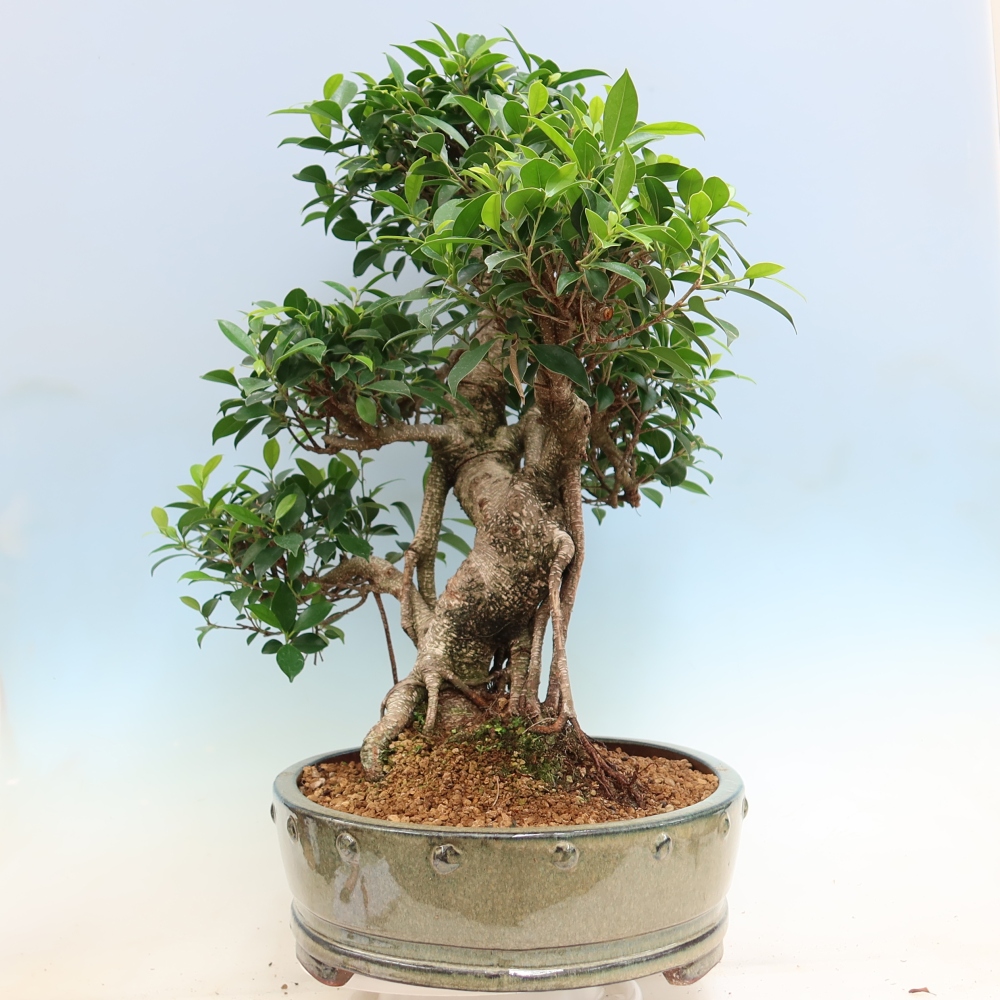 Room bonsai - Ficus kimmen - small-leaved ficus