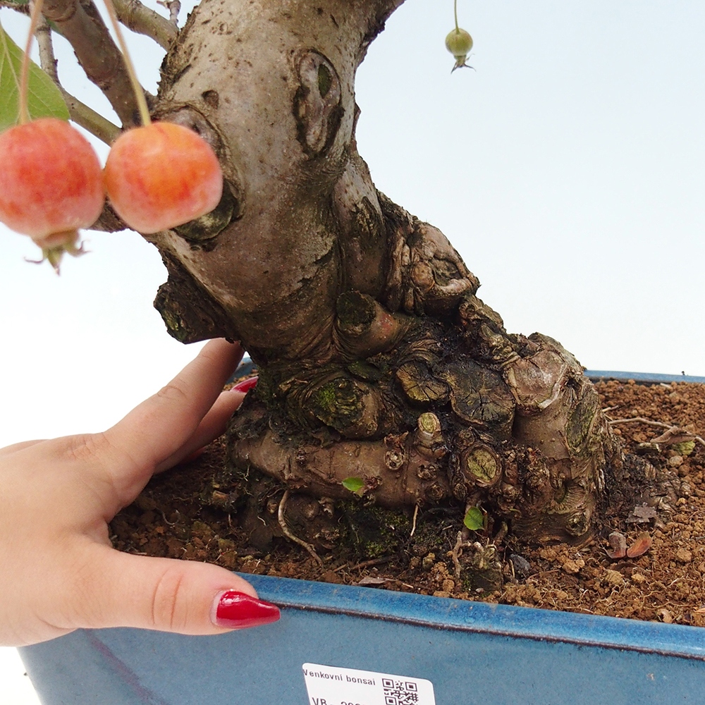 Outdoor bonsai - Malus halliana - Small-fruited apple tree