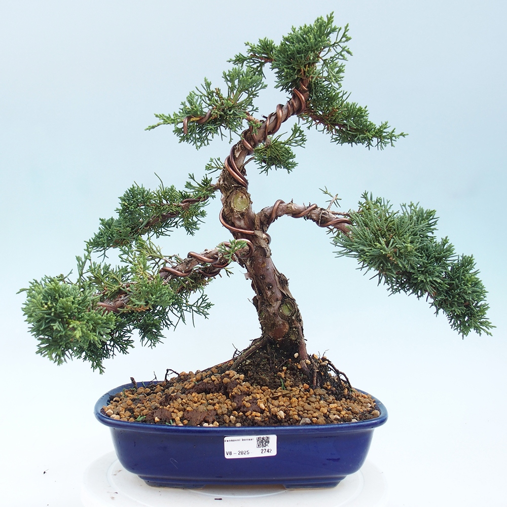 Outdoor bonsai - Juniperus chinensis Kishu - Chinese juniper