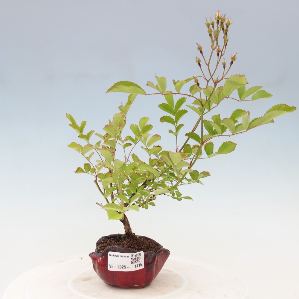 Outdoor bonsai - Rosa sp. - small-flowered rose