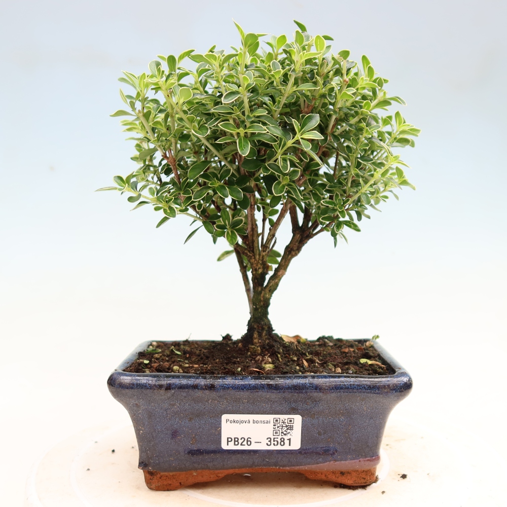 Indoor Bonsai - Serissa foetida Variegata - Tree of a Thousand Stars