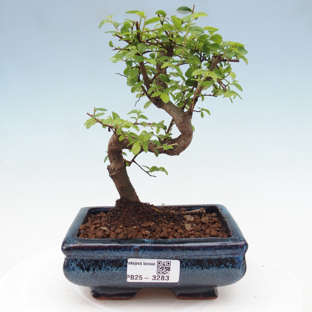 Room bonsai - Ulmus parvifolia - Small-leaved elm