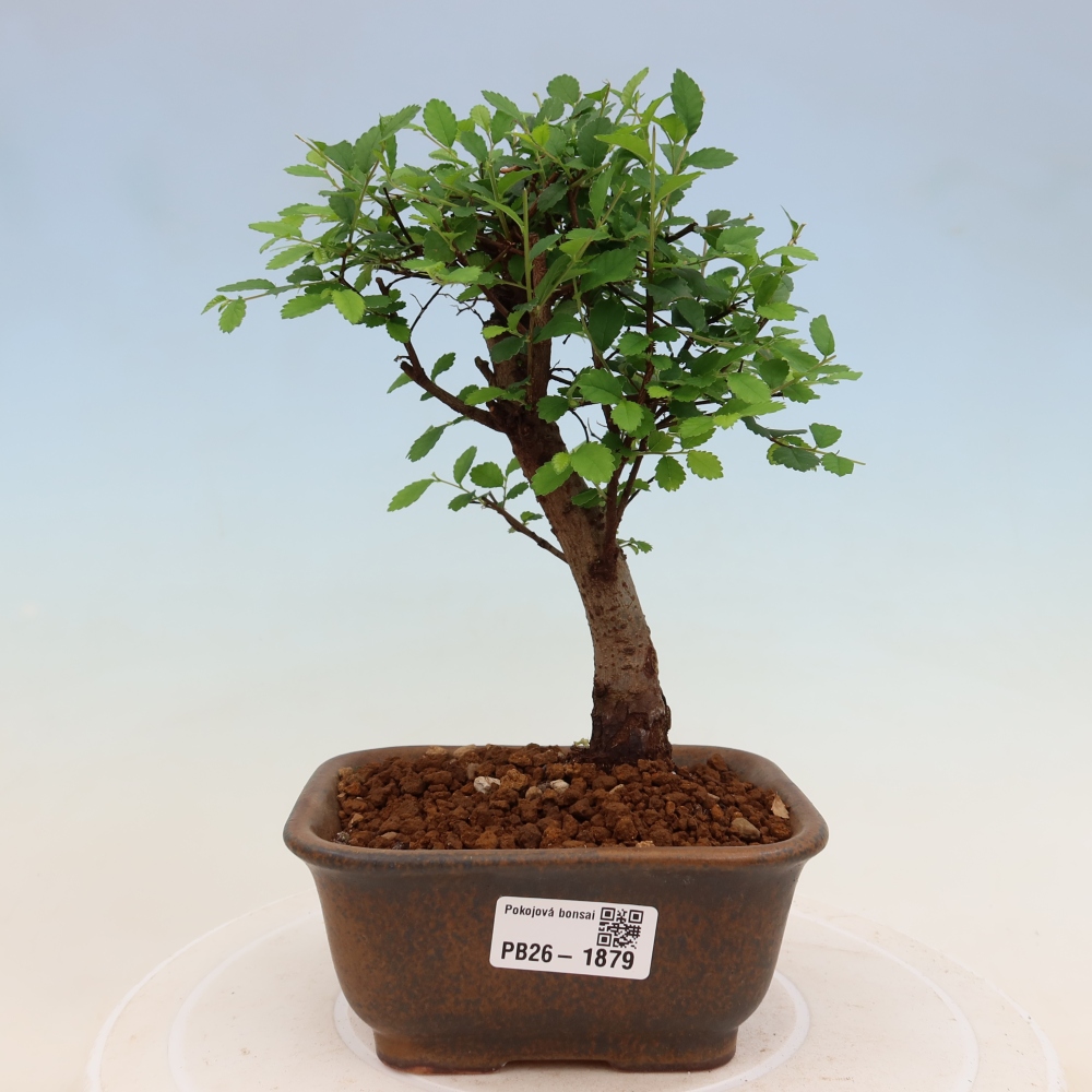 Room bonsai - Ulmus parvifolia - Small-leaved elm