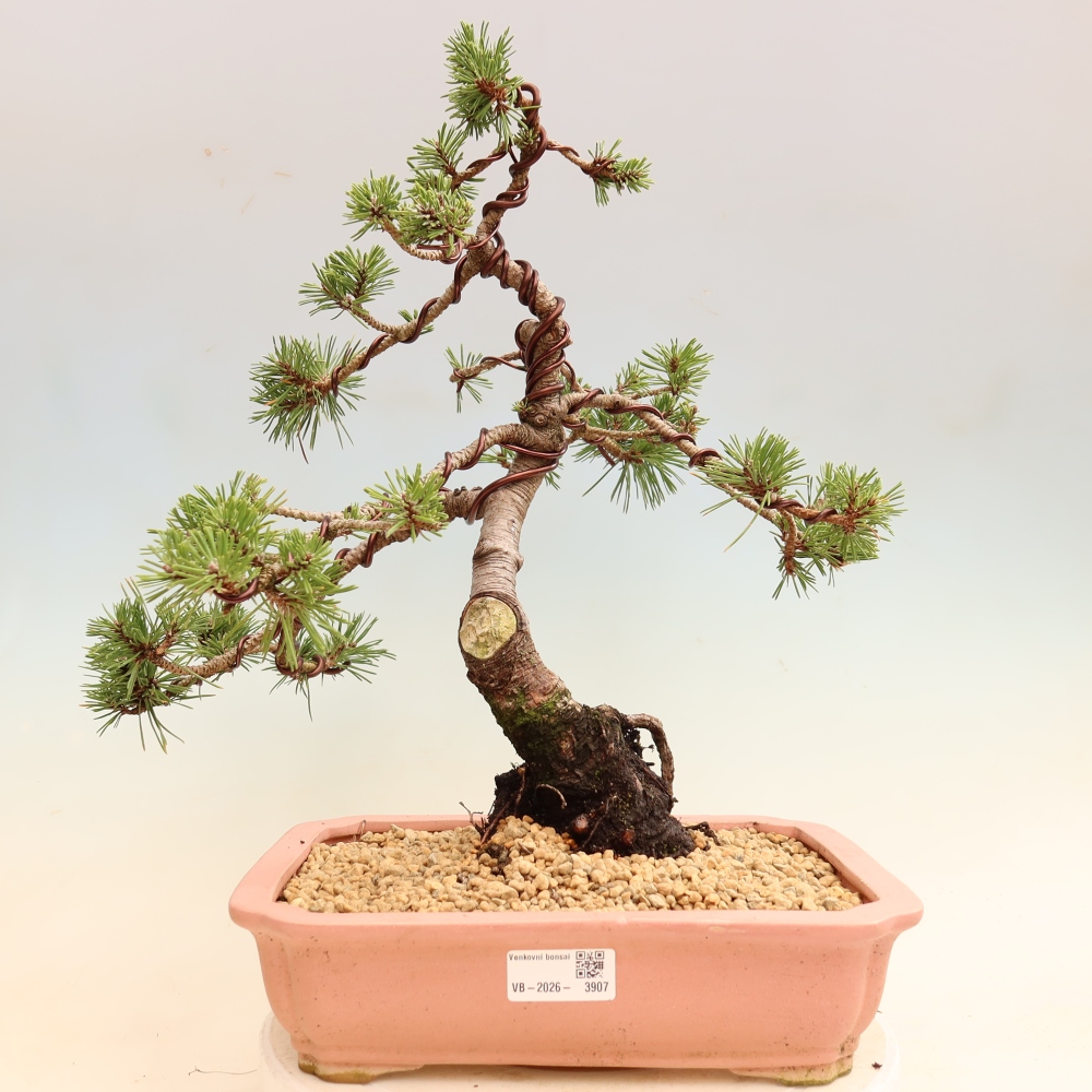 Outdoor Bonsai - Pinus mugo Humpy  - Mountain Pine
