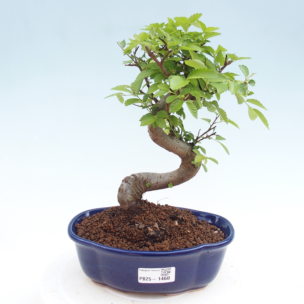 Indoor bonsai - Ulmus parvifolia - Small-leaved elm