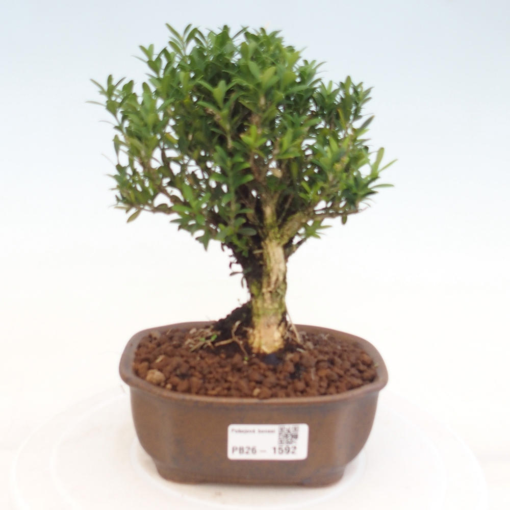 Room bonsai - Buxus harlandii - cork buxus