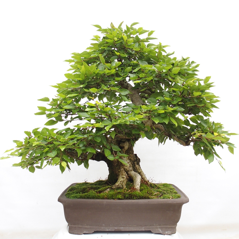 Outdoor bonsai -Carpinus CARPINOIDES - Korean hornbeam