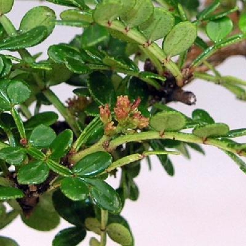 Kokedama with a saucer - Zantoxylum piperitum - pepper tree