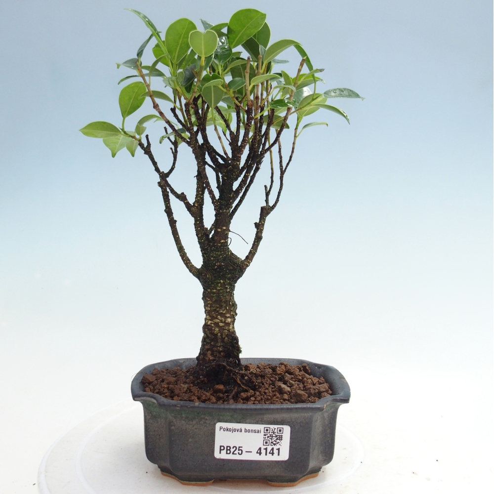 Room bonsai Ficus retusa kimmen