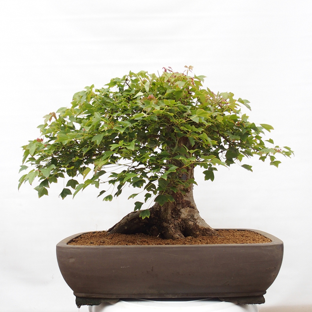 Outdoor bonsai - Maple Buergerianum - Burger Maple