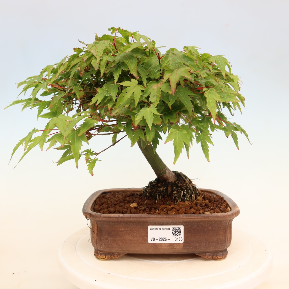 Acer palmatum KIOHIME - Palmetto maple