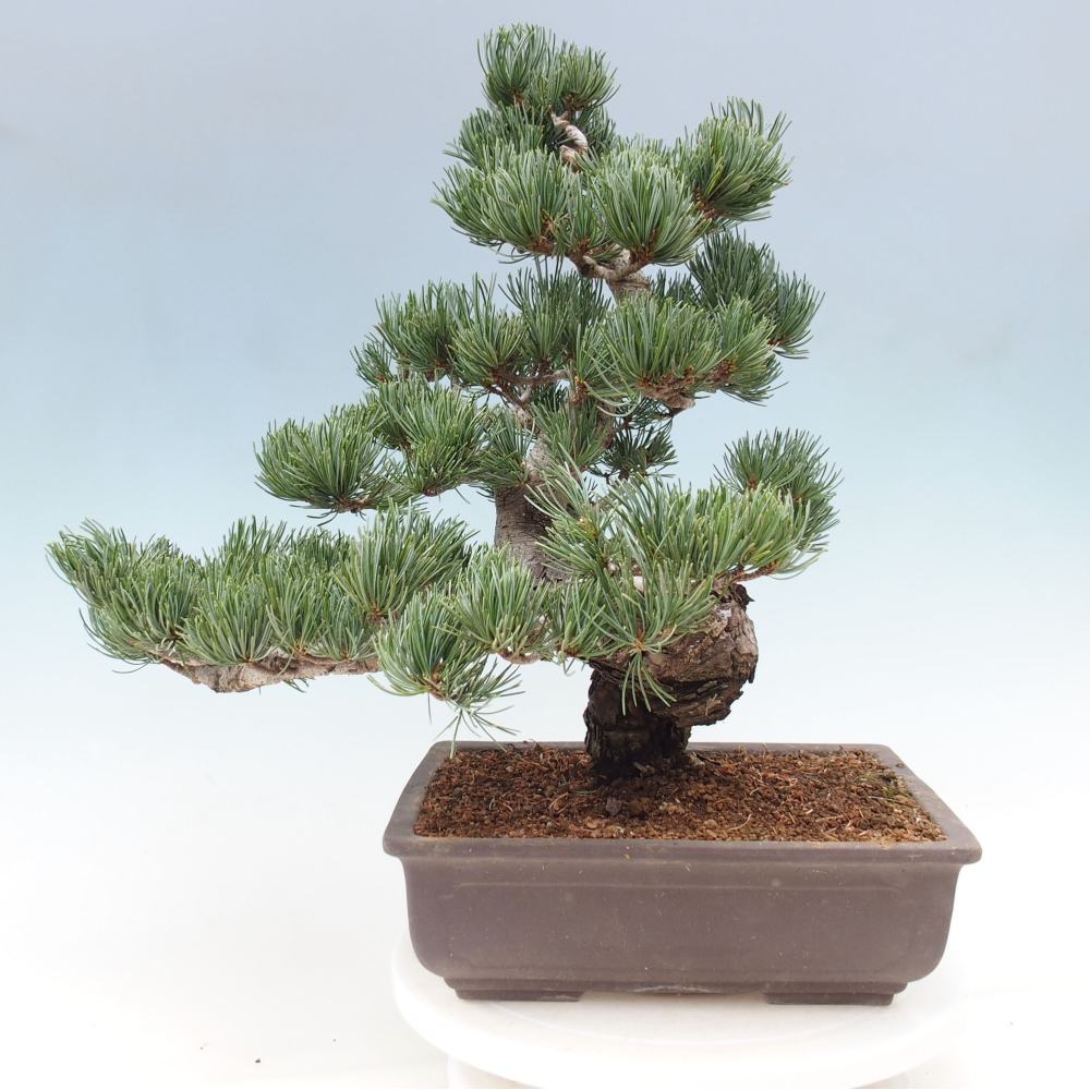 Outdoor bonsai - Pinus parviflora - Small pine tree