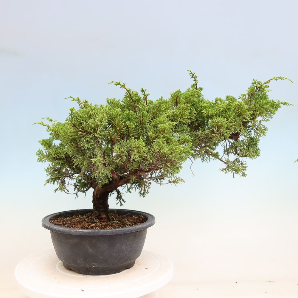 Outdoor Bonsai - Juniperus chinensis Itoigawa - Chinese Juniper
