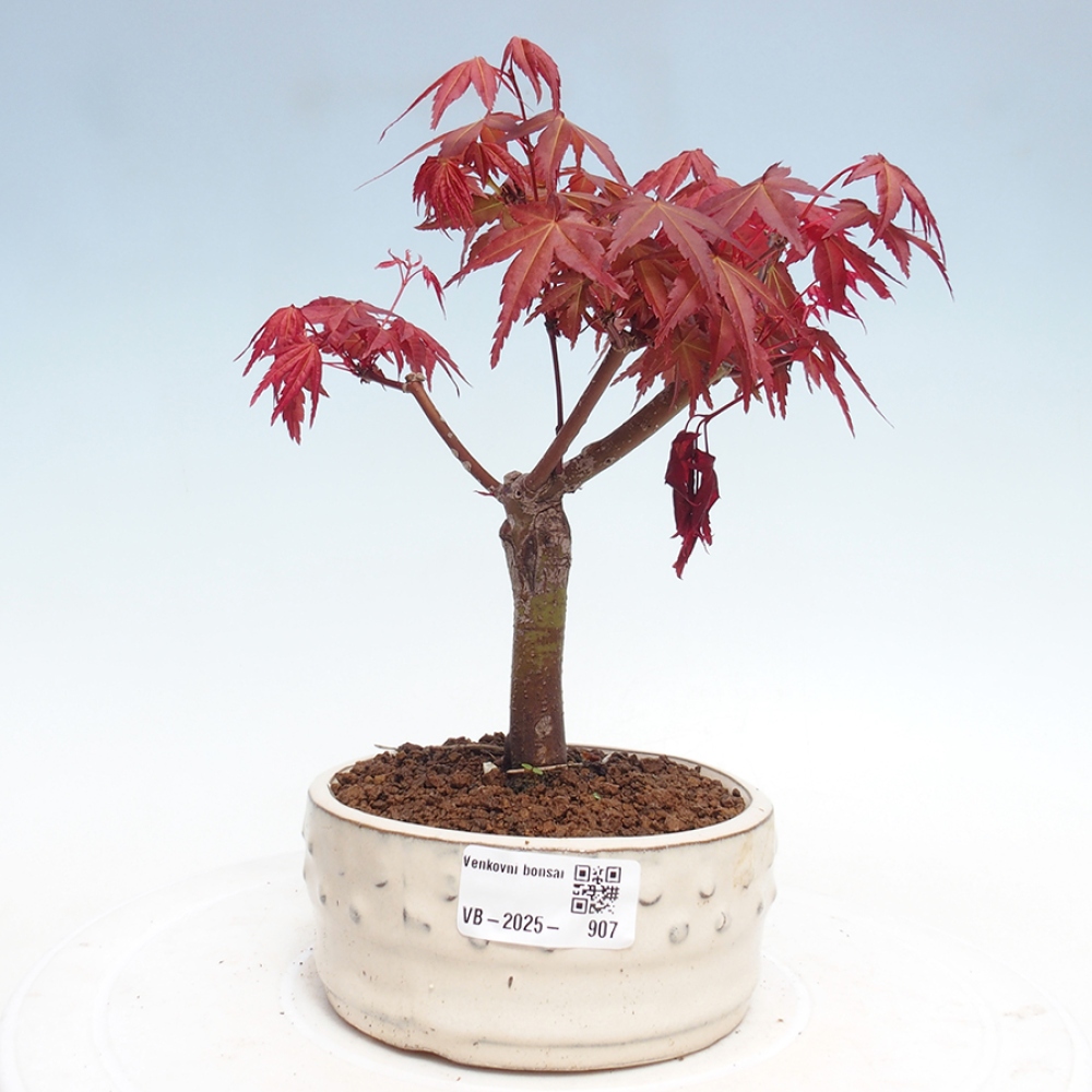 Outdoor bonsai - dlanitolistý Maple - Acer palmatum DESHOJO