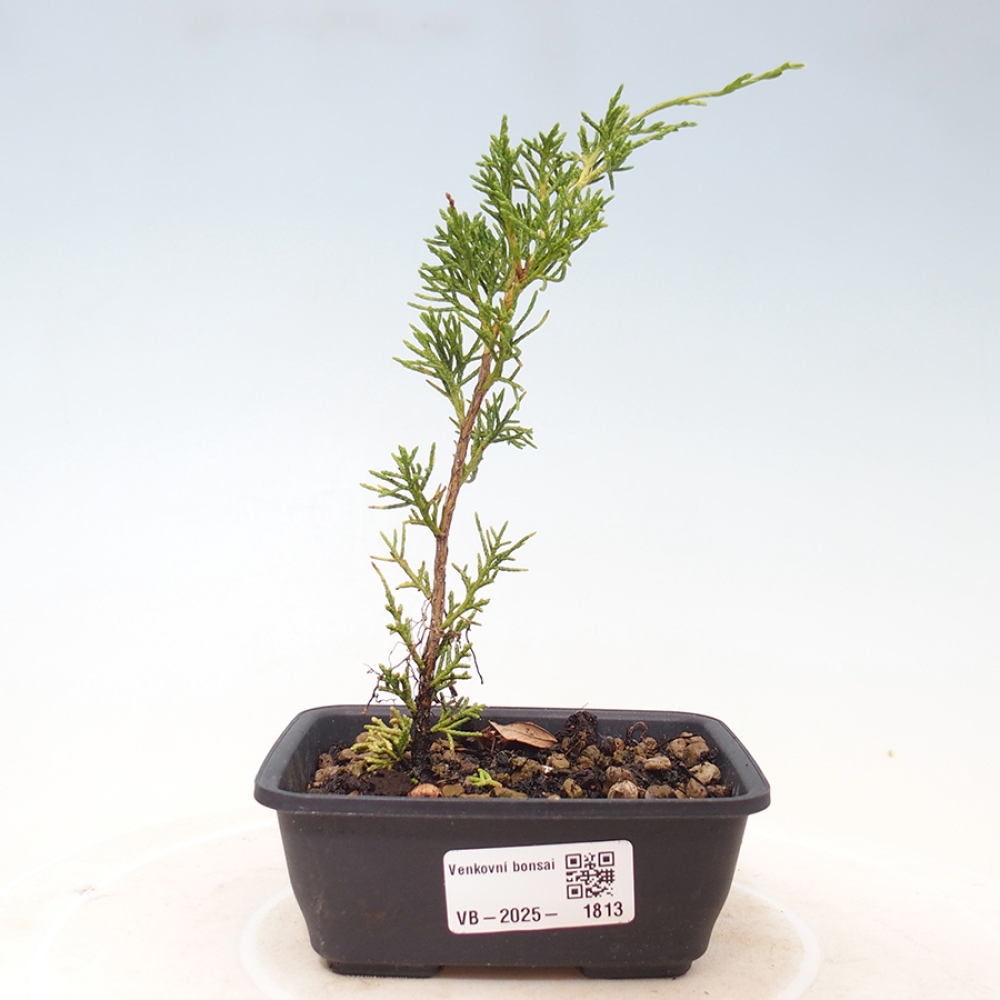 Outdoor bonsai - Juniperus chinensis Itoigawa - Chinese juniper