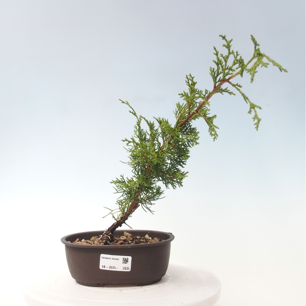 Outdoor bonsai - Juniperus chinensis Itoigawa - Chinese juniper