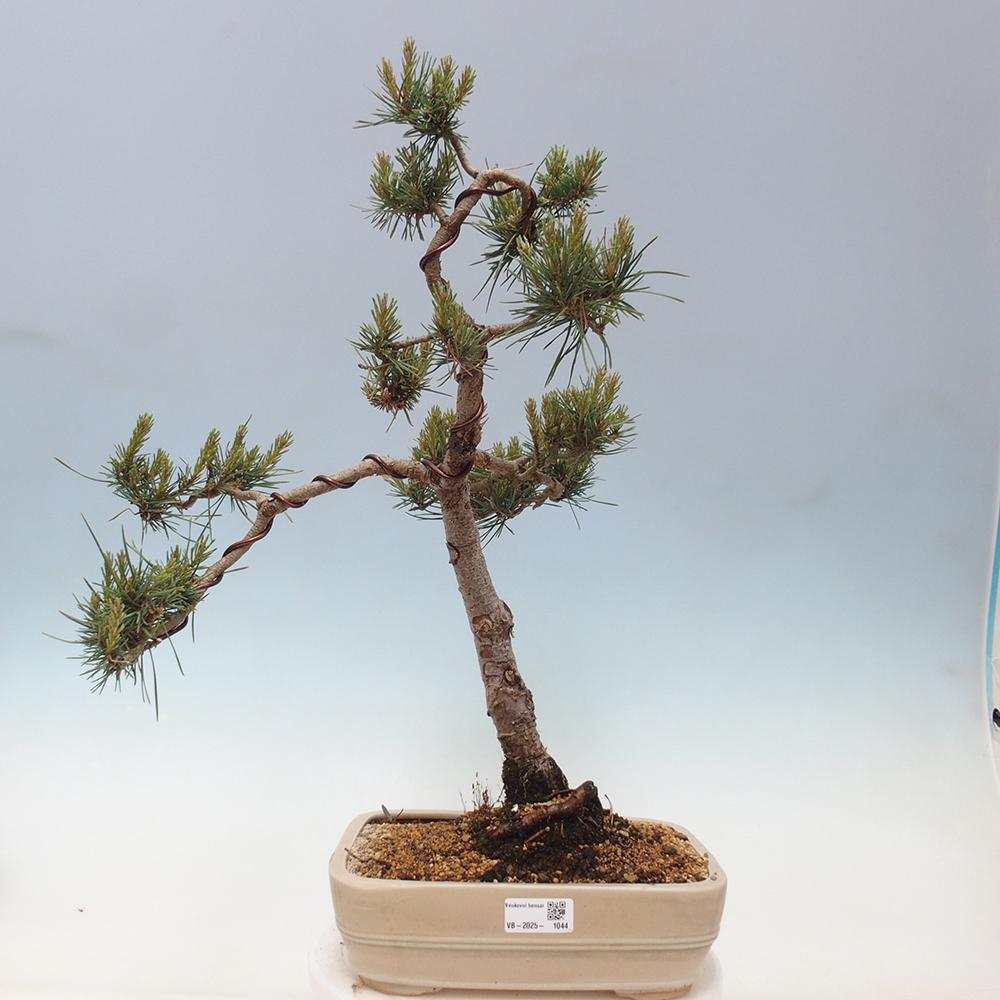 Outdoor bonsai - Pinus Sylvestris - Scots pine