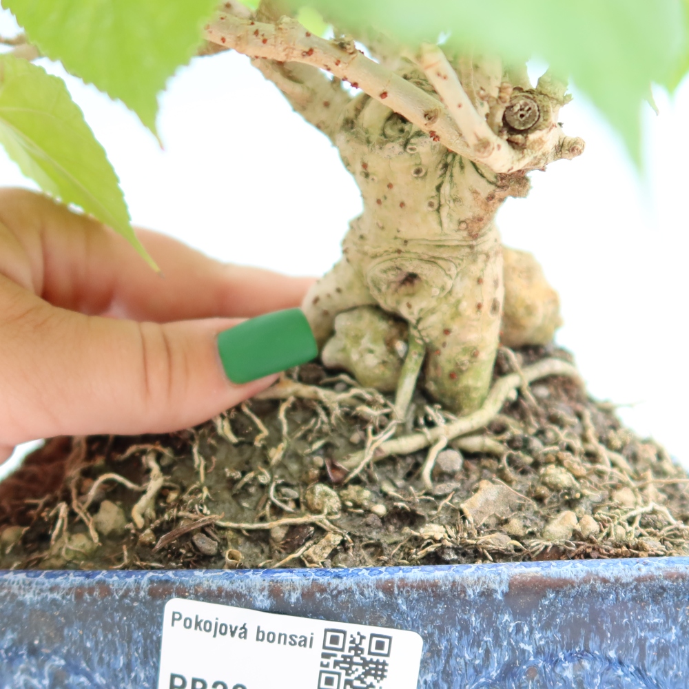 Indoor bonsai - Hibiscus tiliaceus - Sea Hibiscus