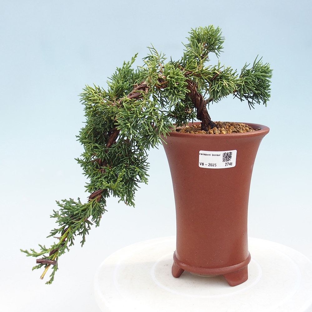 Outdoor bonsai - Juniperus chinensis Kishu - Chinese Juniper