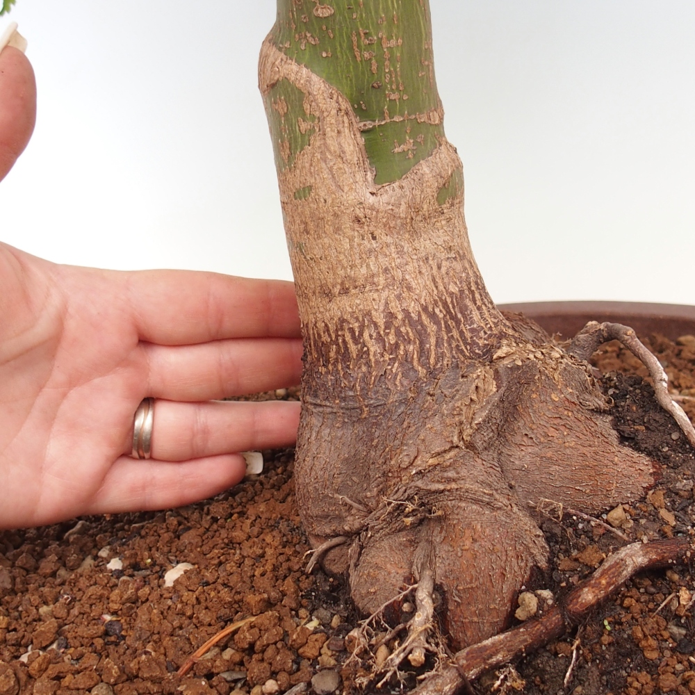 Outdoor bonsai -Javor palm Acer palmatum Shishigashira