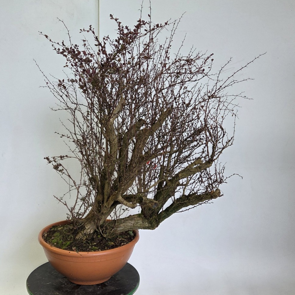 Outdoor bonsai - Barberry - Berberis thunbergii atropurpurea