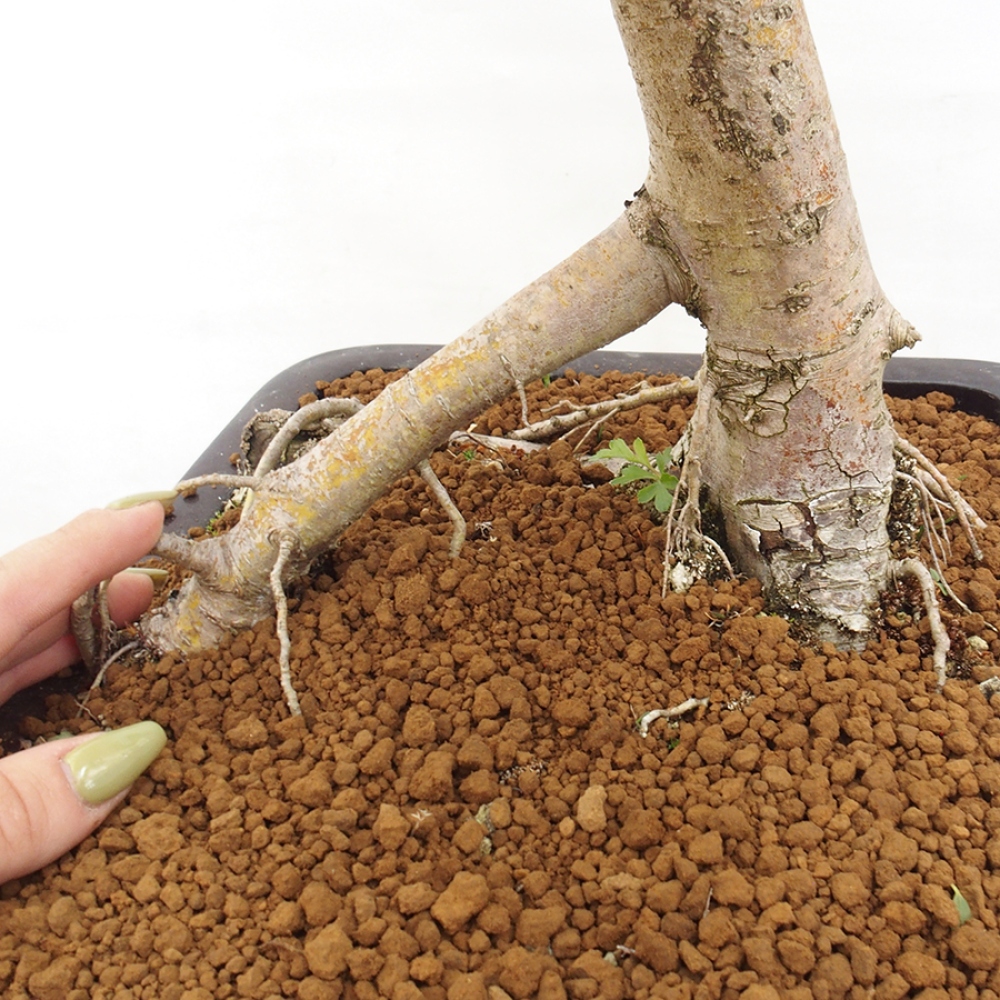 Outdoor bonsai - Hawthorn - Crataegus monogyna