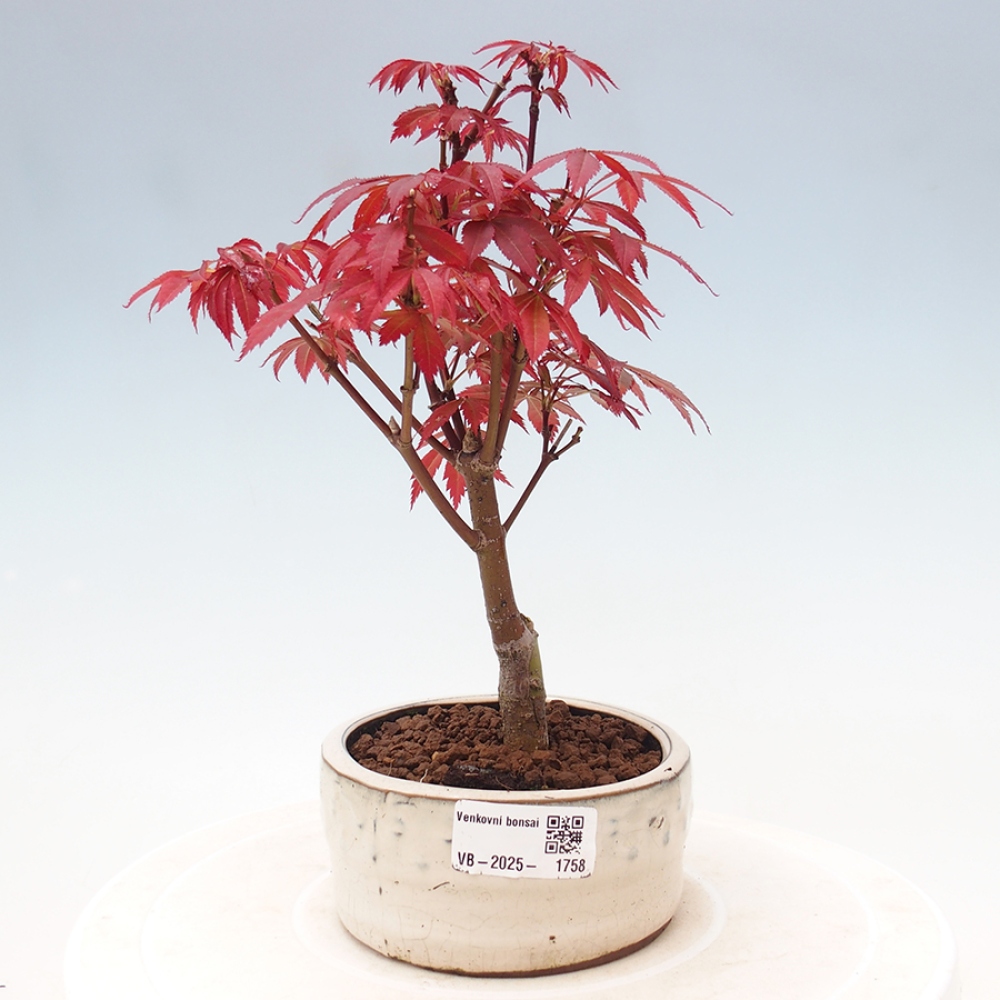 Outdoor bonsai - Acer palm. Atropurpureum-Palmleaf Maple