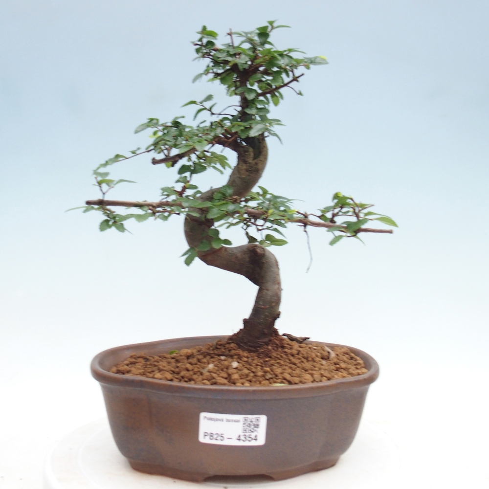 Room bonsai - Ulmus parvifolia - Small-leaved elm