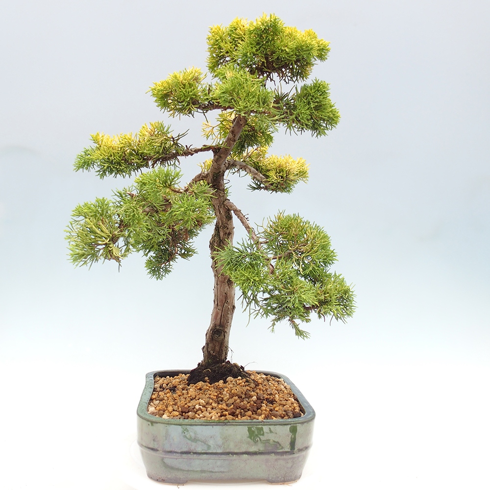 Outdoor bonsai - Juniperus chinensis plumosa aurea - Chinese golden juniper