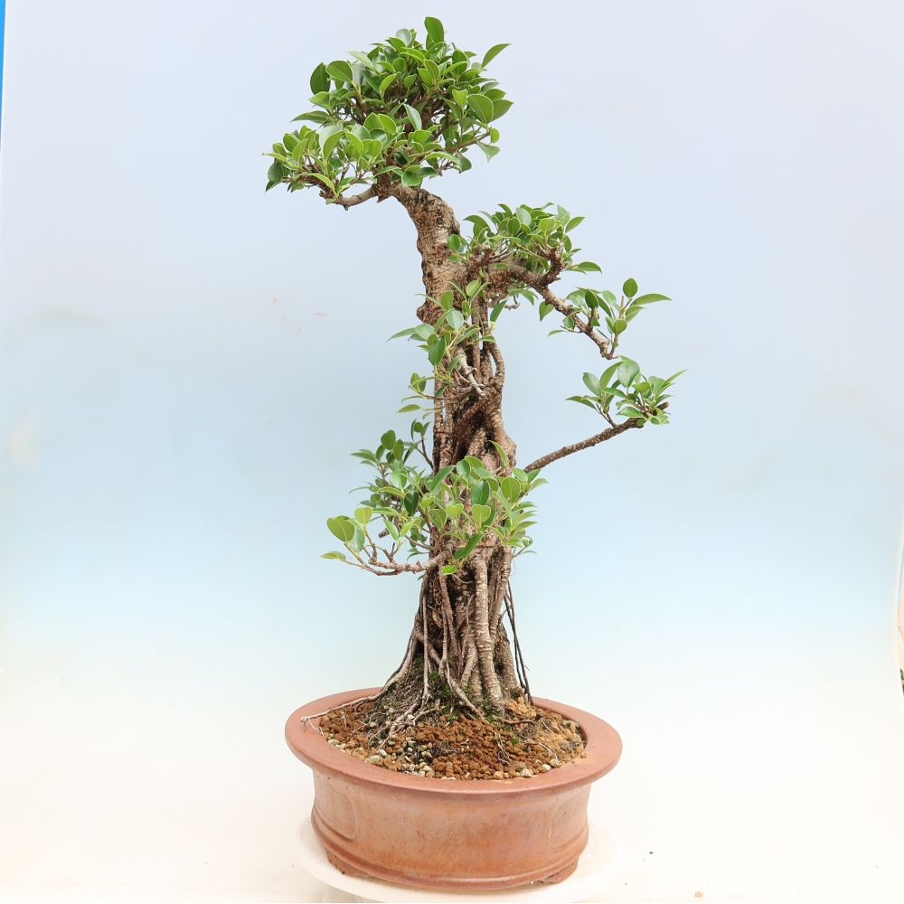 Room bonsai - Ficus kimmen - small-leaved ficus