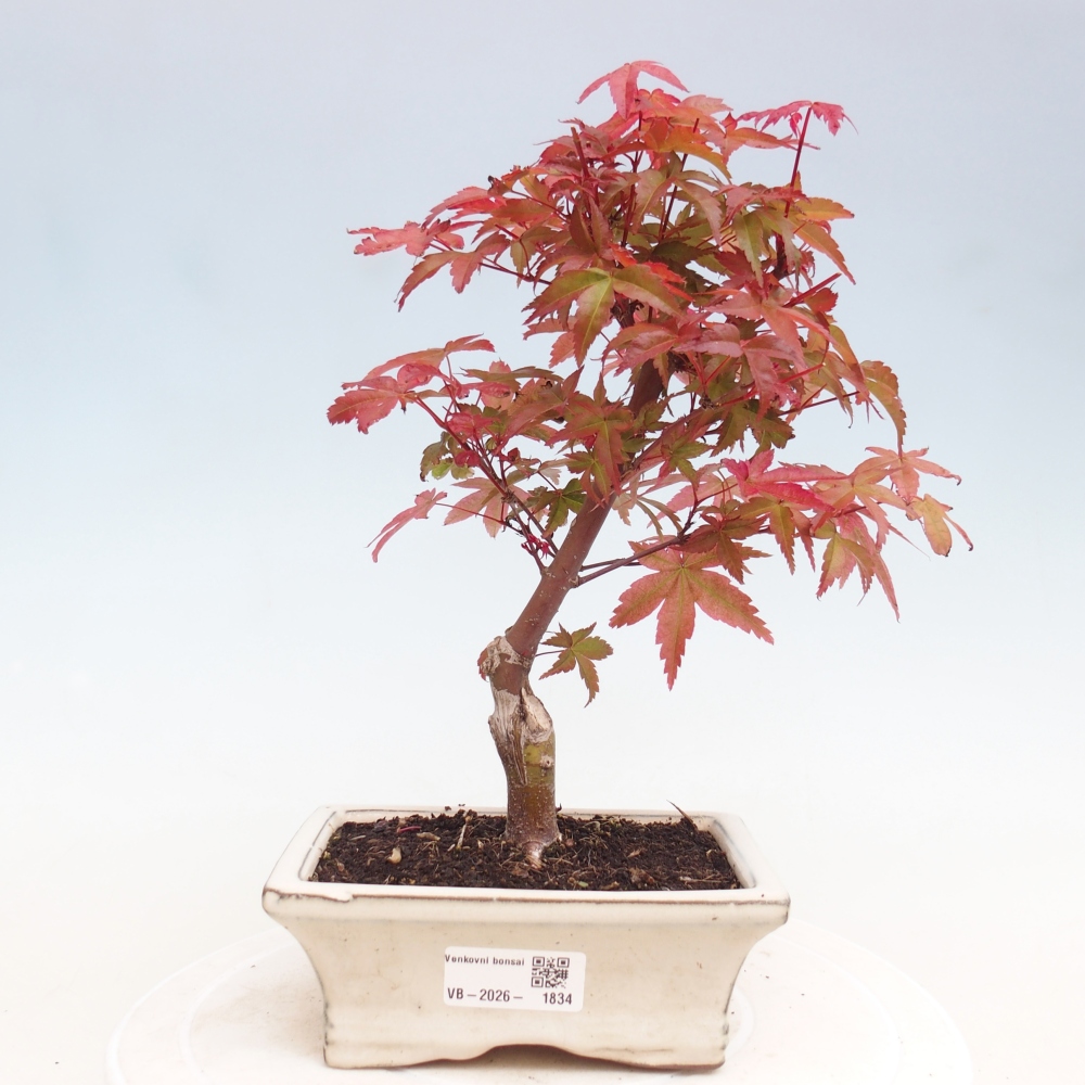 Outdoor bonsai - Acer palmatum DESHOJO